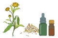 Botanical illustration of Calendula flower, leaves, petals and bottles of oil or tincture in vector Royalty Free Stock Photo
